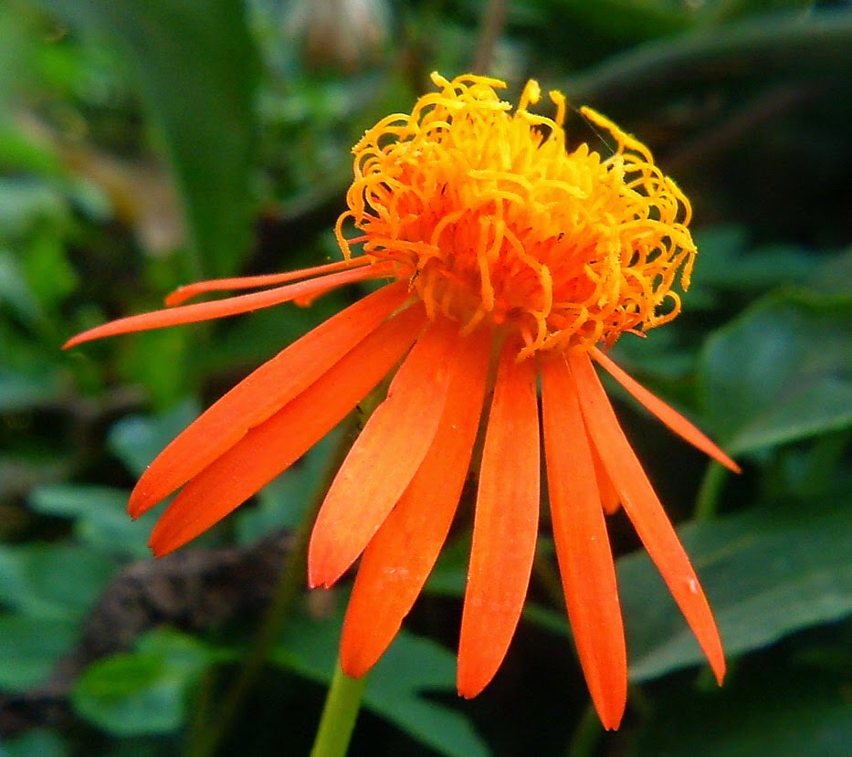 Confusus Mexico Flower Seeds for Planting