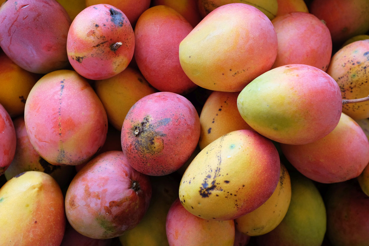 Van Dyke Mango (Mangifera indica) – Sweet, Juicy Mango with Smooth, Fibrous-Free Flesh