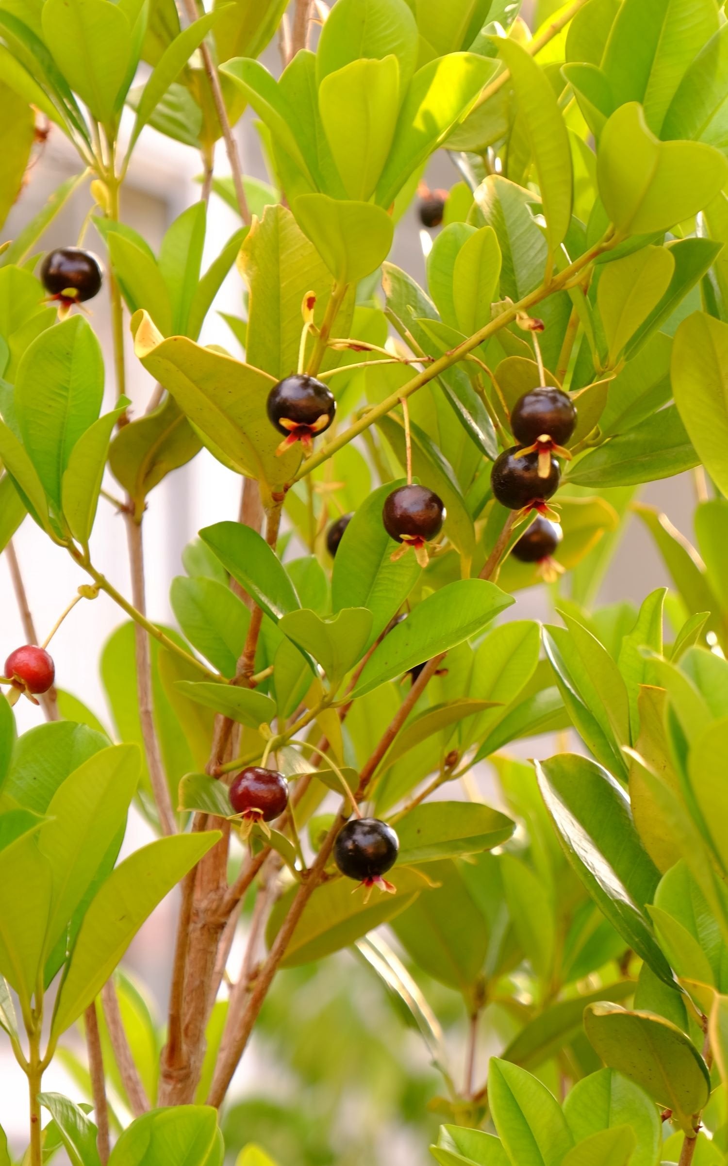 Grumichama (Eugenia brasiliensis)