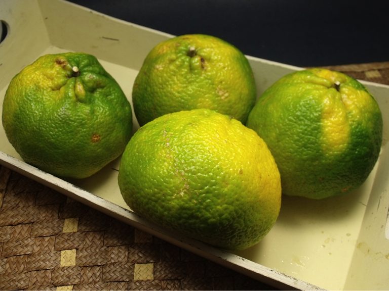 Ugli Fruit (Citrus reticulata x Citrus paradisi) - Tangy and Sweet Hybrid Citrus