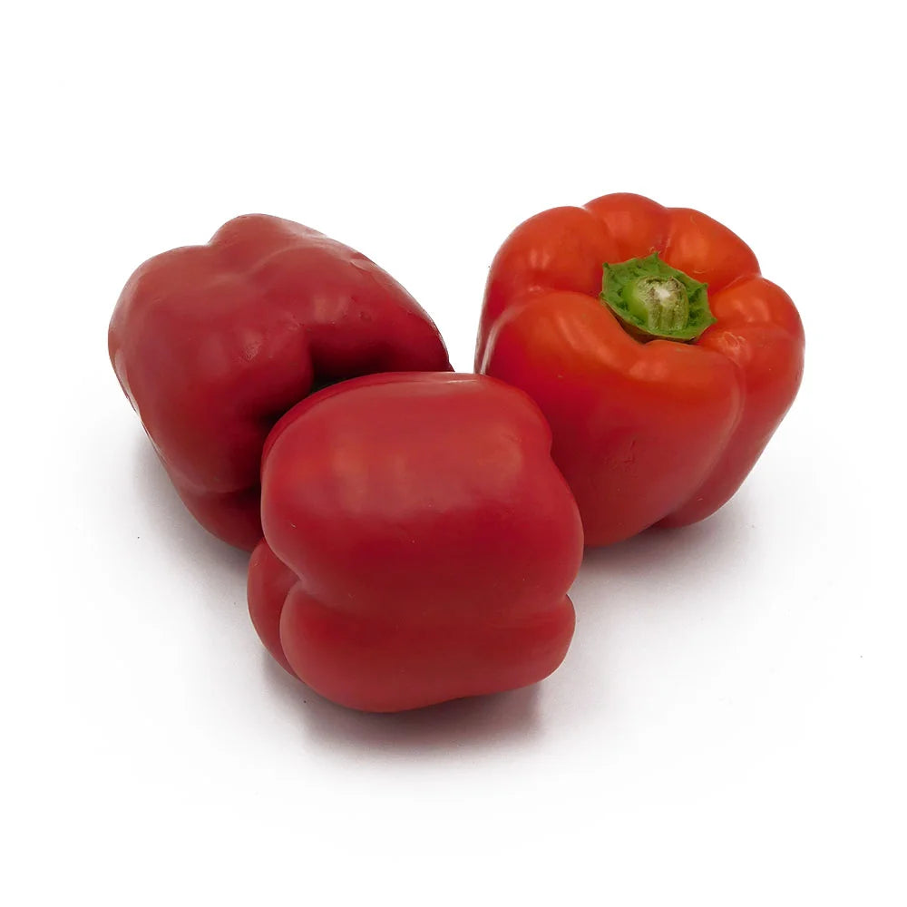 Riot Chile Pepper Capsicum annuum seeds for spicy vegetable gardening and hot pepper cultivation