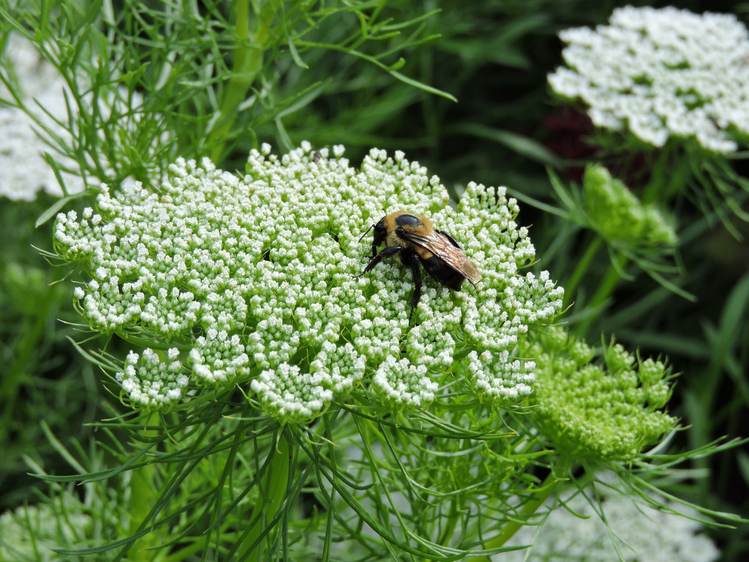 Bishop's Flower Seeds - Green Mist