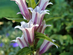 Lavender Gentiana Asclepiadea Seeds for Planting - NON GMO Seeds Dhara Seeds