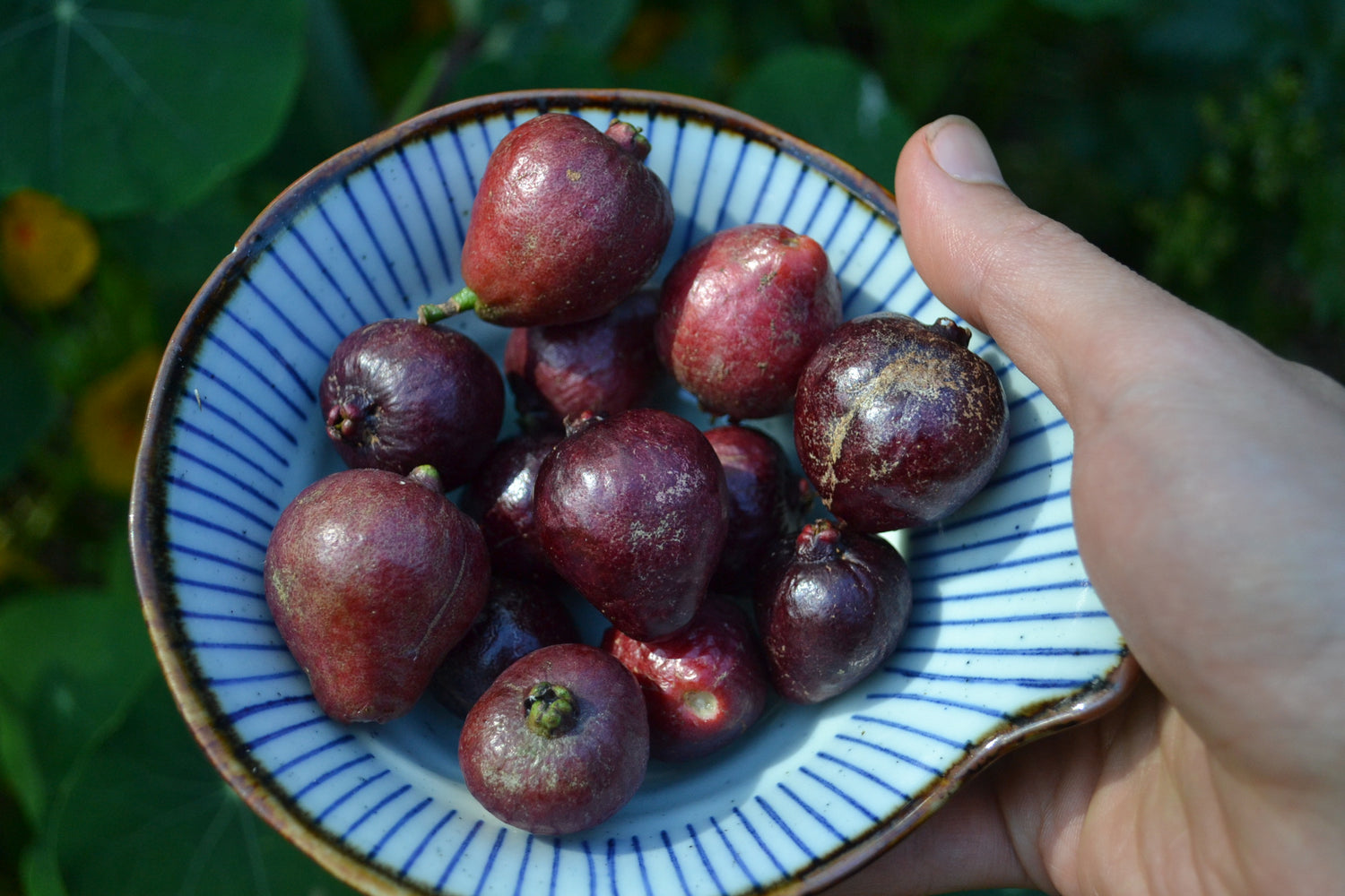 Strawberry Guava – Sweet, Tropical Delight