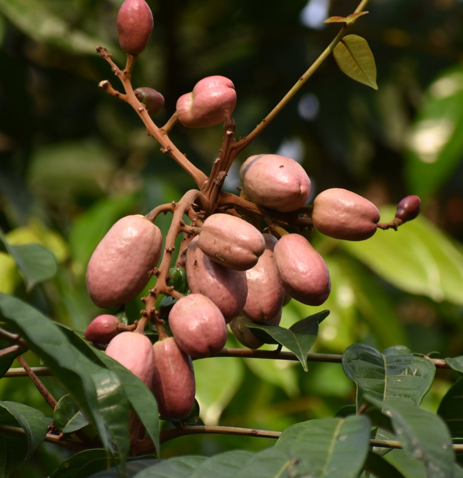 Safou – Rich and Nutty African Fruit