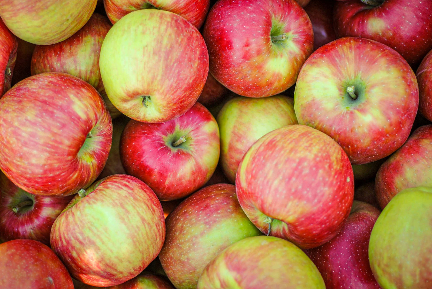 Honey Crisp Apple (Malus domestica)