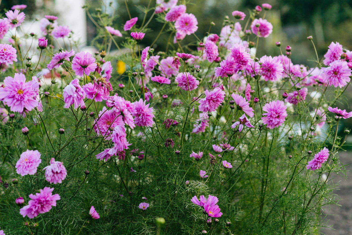 Cosmos Seeds - Double Click - Rose Bon Bon