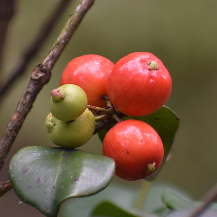 Cedar Bay Cherry (Eugenia uniflora)