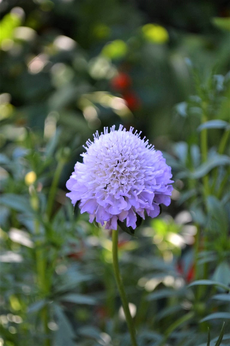 Flower Scabiosa Atropurpurea Cockade Native Heirloom Perennial Seeds for Planting