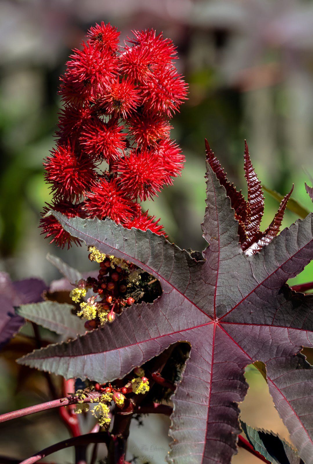 Ricinus Communis Castor Bean Impala Flower Seeds