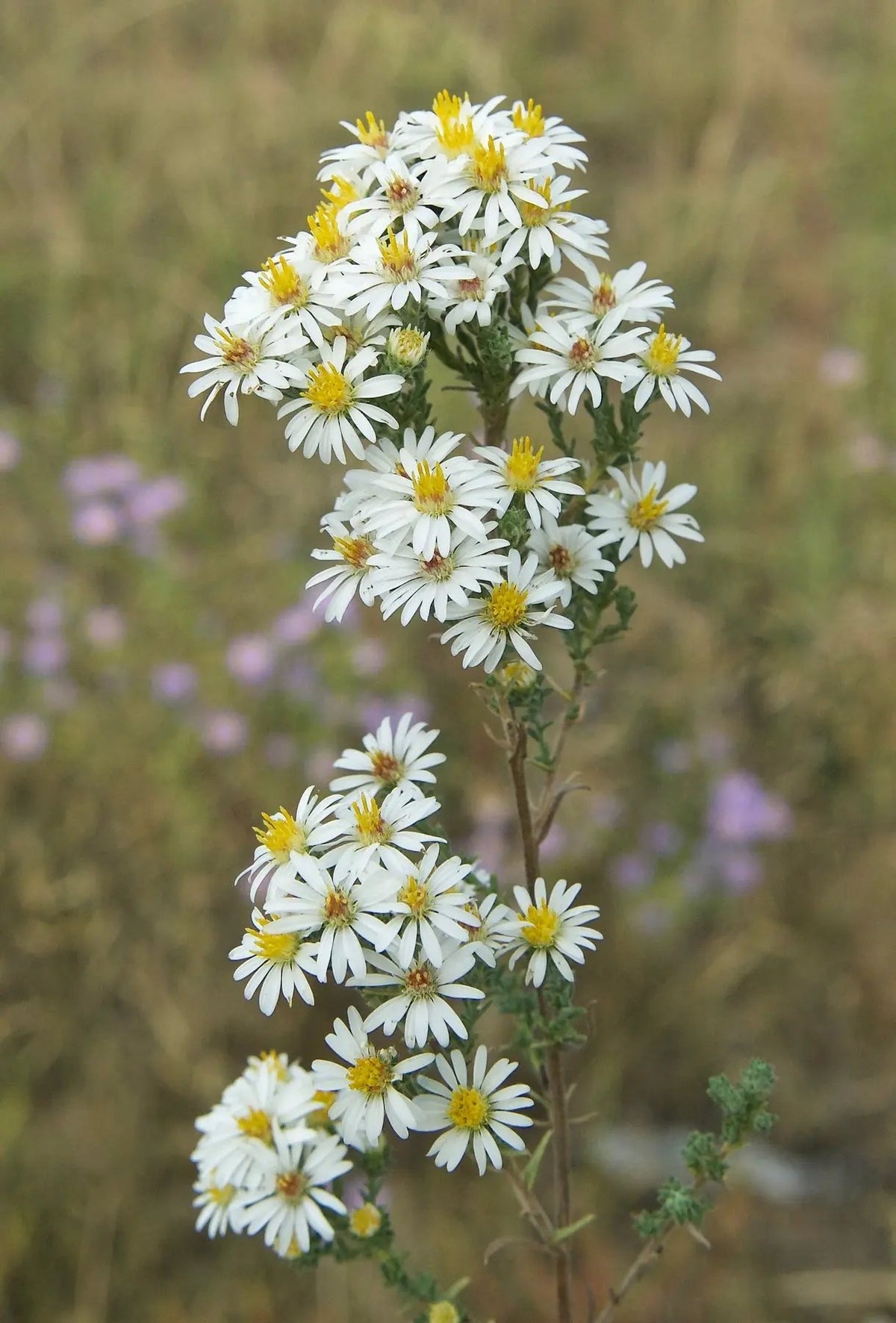 White Prairie Aster Flower Seeds for Planting, NON GMO Seeds for planting in home garden