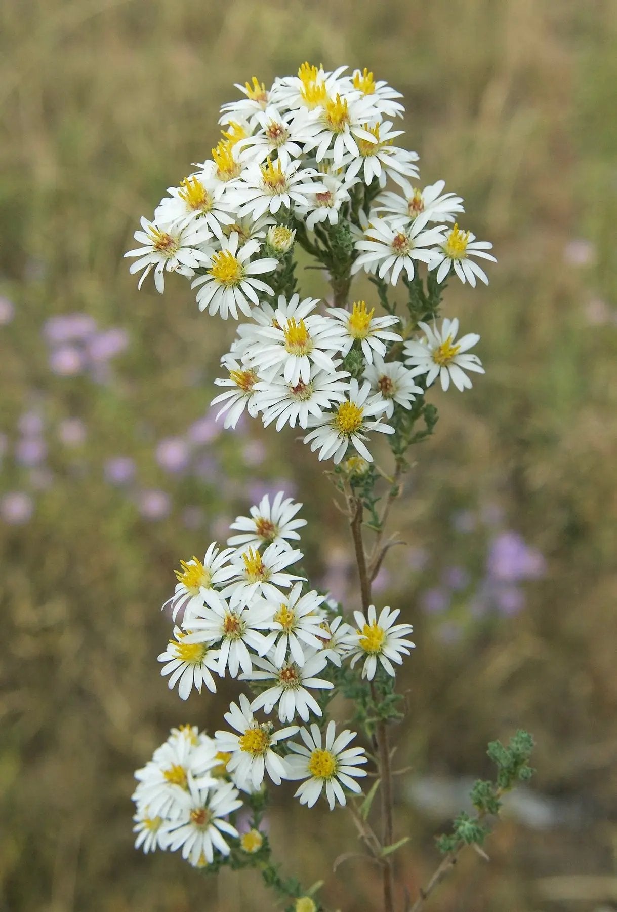 White Prairie Aster Flower Seeds for Planting, NON GMO Seeds for planting in home garden