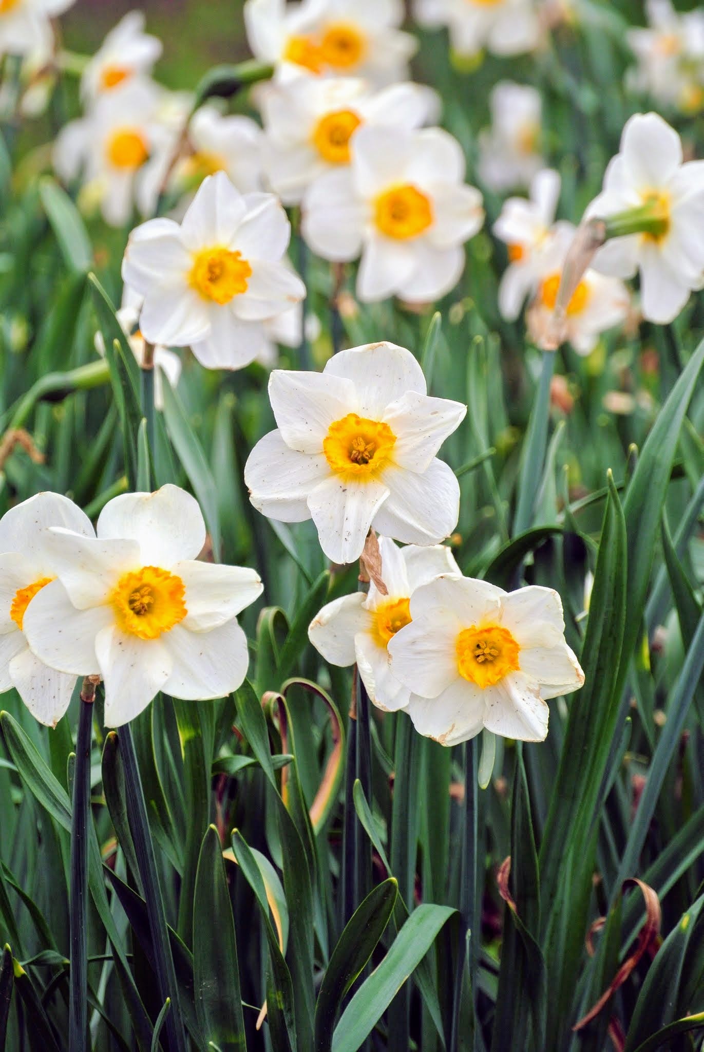 Daffodil Bulbs (Large Cupped) - Flower Record