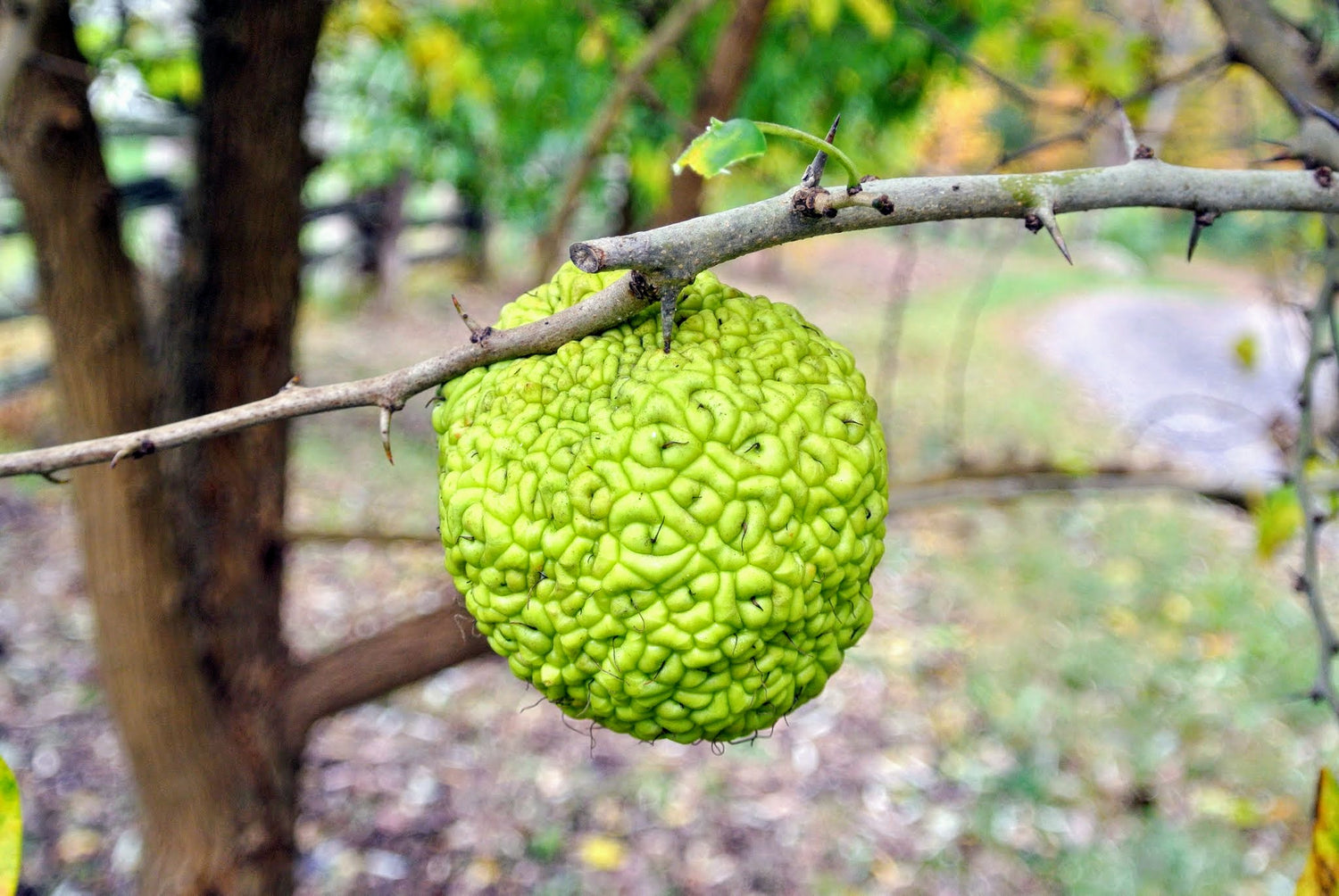 Osage Orange (Maclura pomifera) Seeds