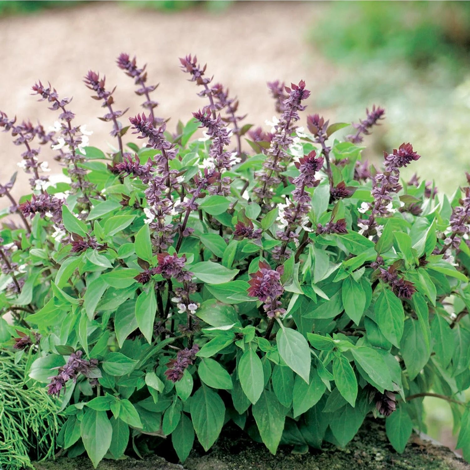 Basil Herb Seeds for Planting-Heirloom & Non-GMO Seeds for planting – Fresh Herb for Your Garden