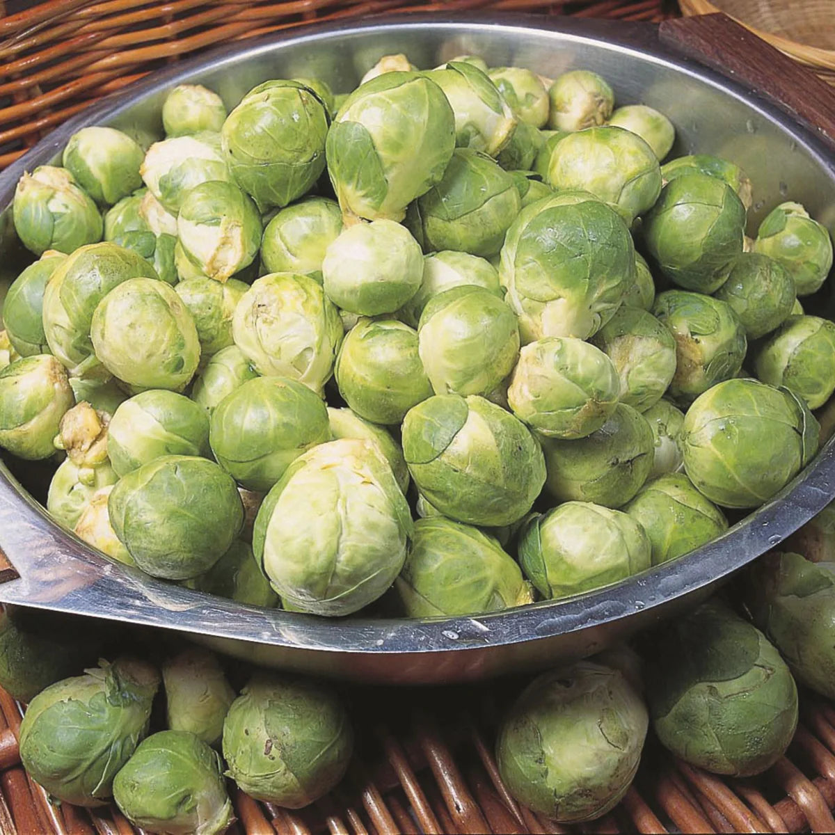 Silvia Hybrid Brussels Sprouts Seeds | Early Uniform Sweet Sprouts – Heirloom, Non-GMO, High Germination Organic Garden Seeds