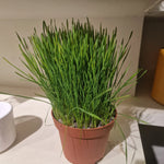 Cat Grass seeds packet, Non-GMO pet-friendly greenery