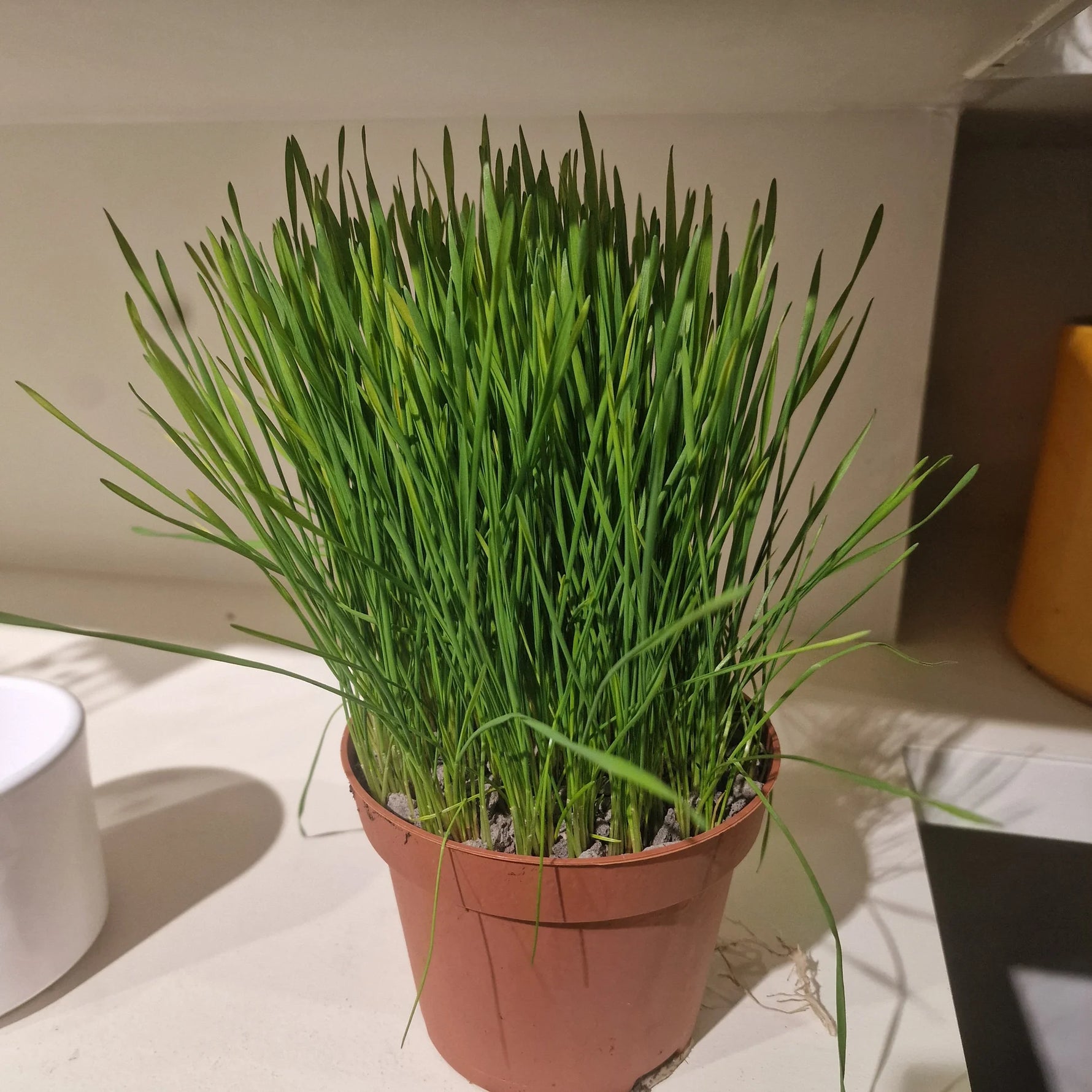 Cat Grass seeds packet, Non-GMO pet-friendly greenery