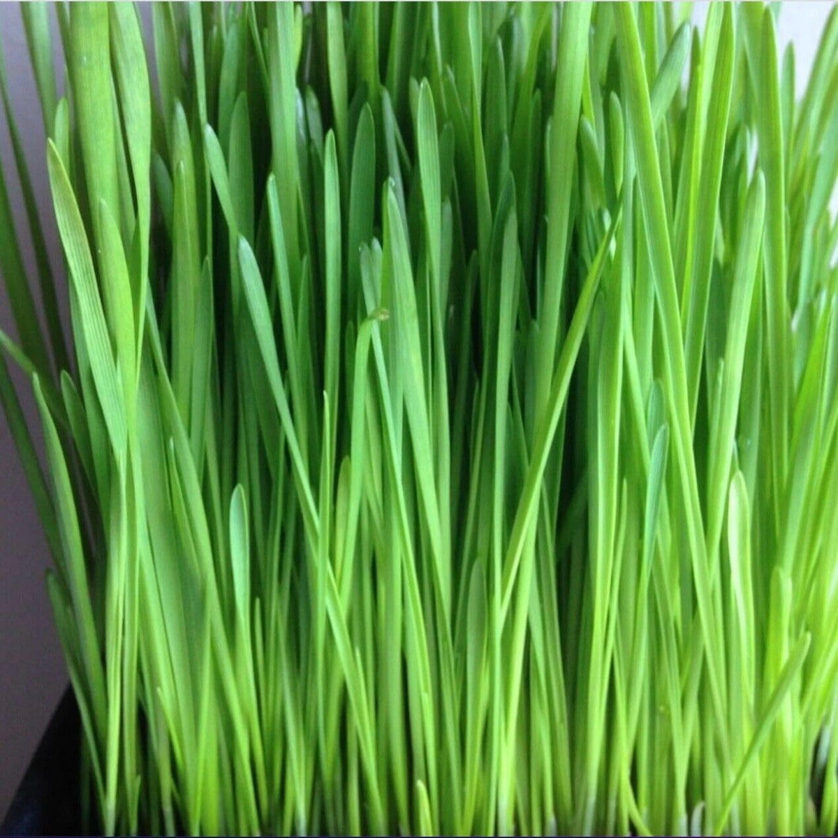 Cat Grass growing in a dedicated pet-friendly greenery home garden section