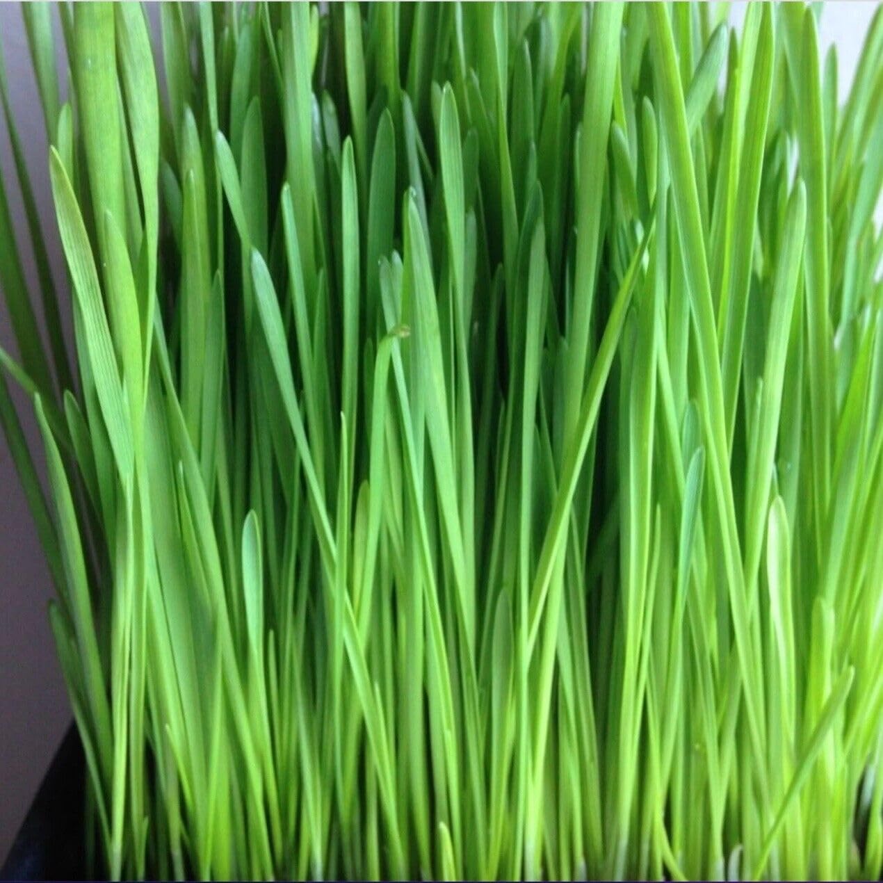 Cat Grass growing in a dedicated pet-friendly greenery home garden section