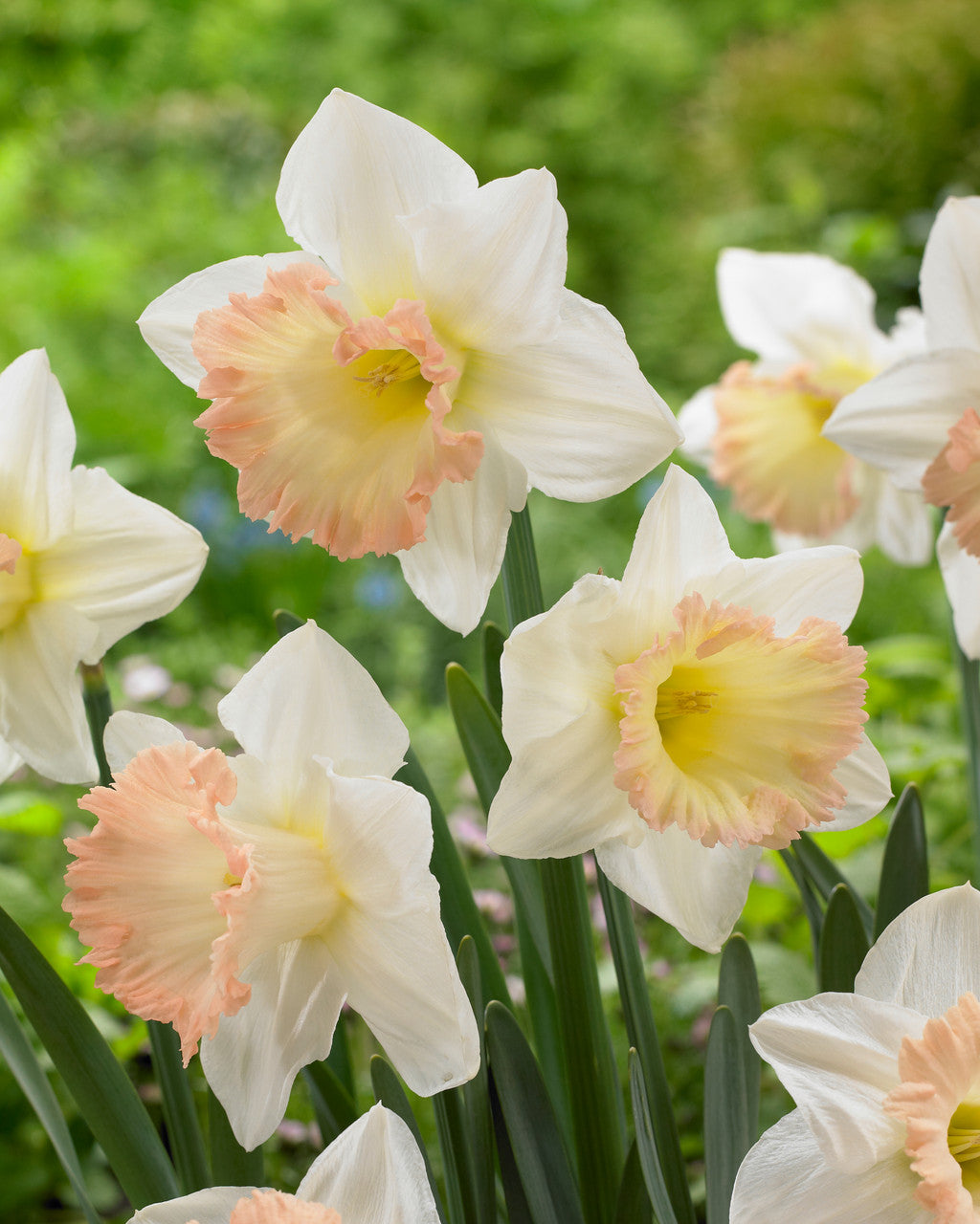 Daffodil Bulbs - British Gamble