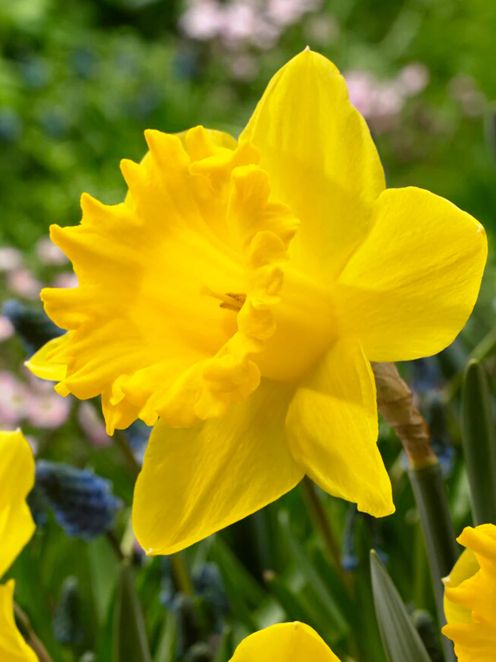 Daffodil Bulbs (Trumpet) - Dutch Master