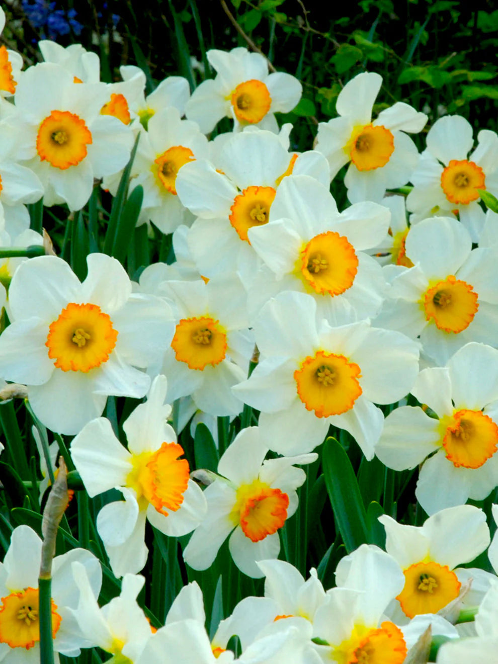 Daffodil Bulbs (Large Cupped) - Flower Record