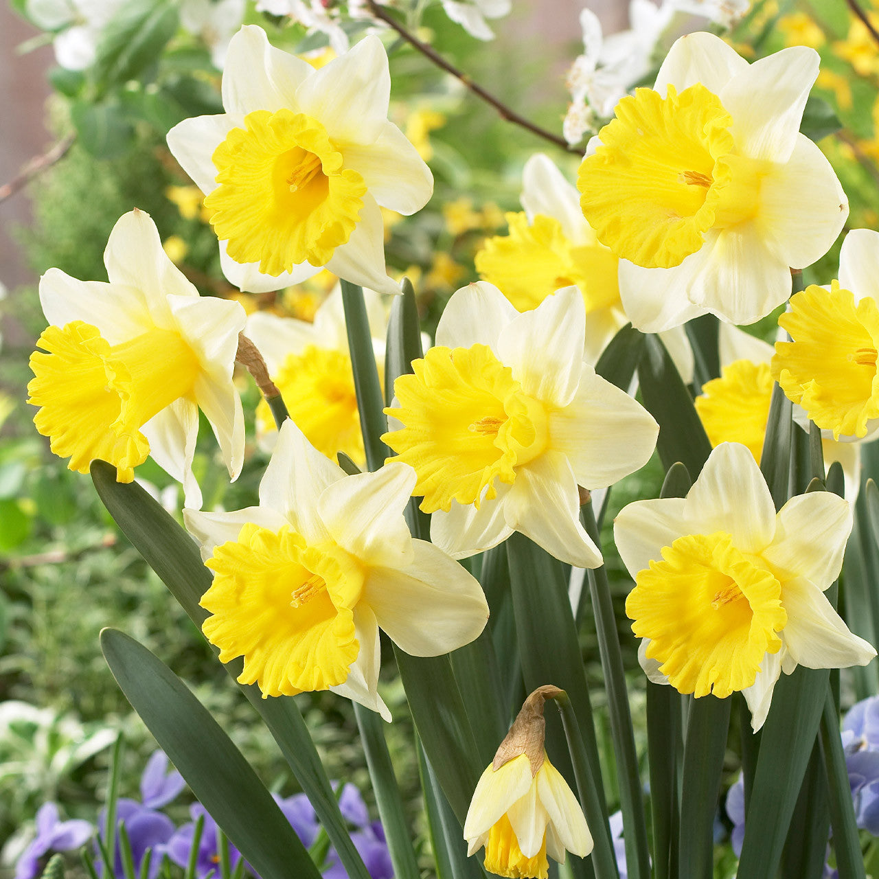 Narcissus Goblet Daffodil Seeds