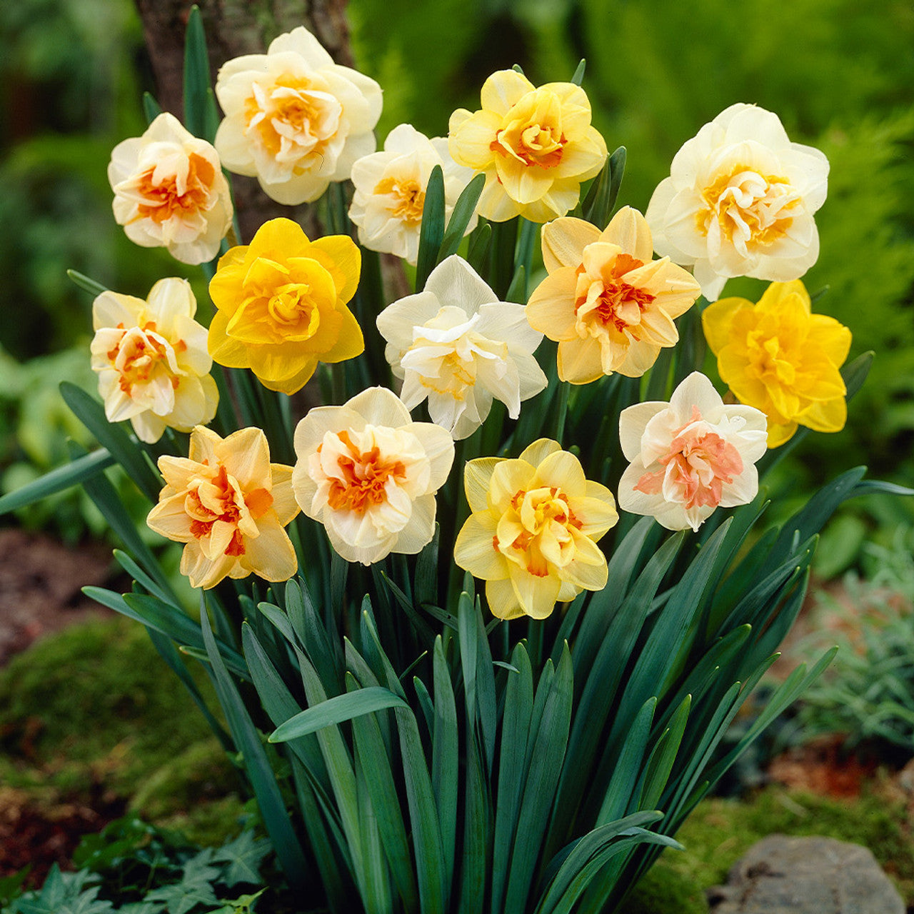 60 Days of Daffodils - Long Lasting Mix