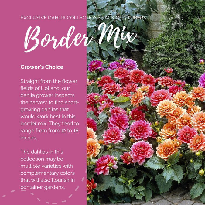 Dahlia Seeds - Border Mix