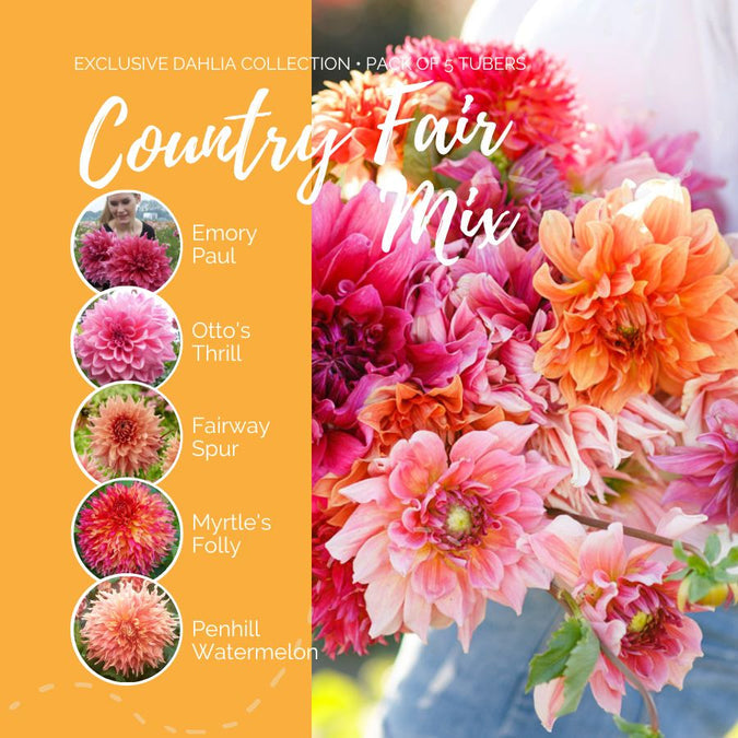 Dahlia Seeds (Dinnerplate) - Country Fair Mix