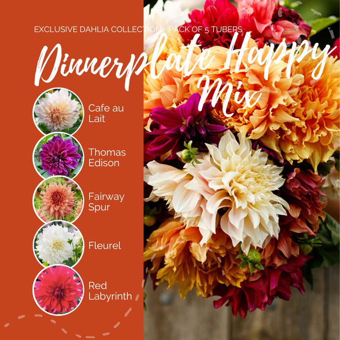 Dahlia Seeds - Dinnerplate Happy Mix