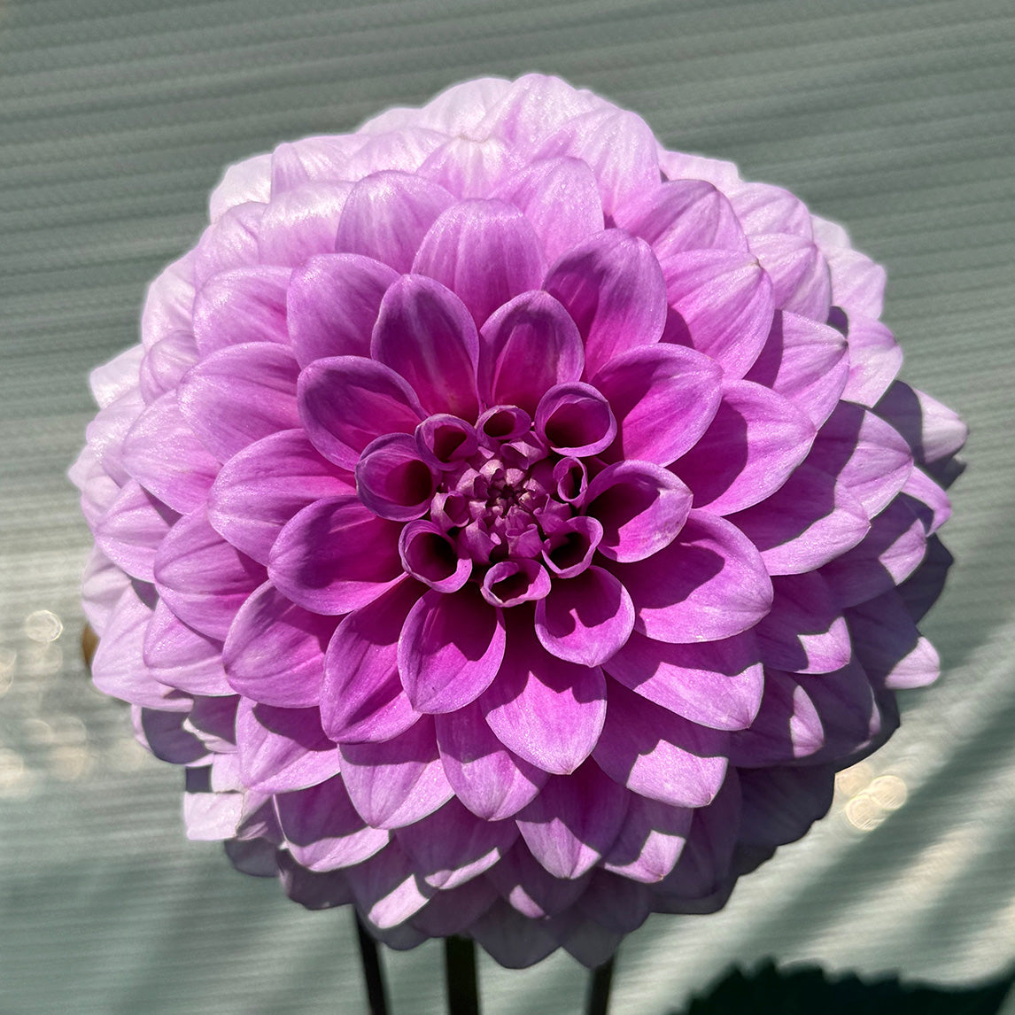 Dahlia Pinnata Lila Milano Flowering Seeds For Planting in home garden or ornamental beds