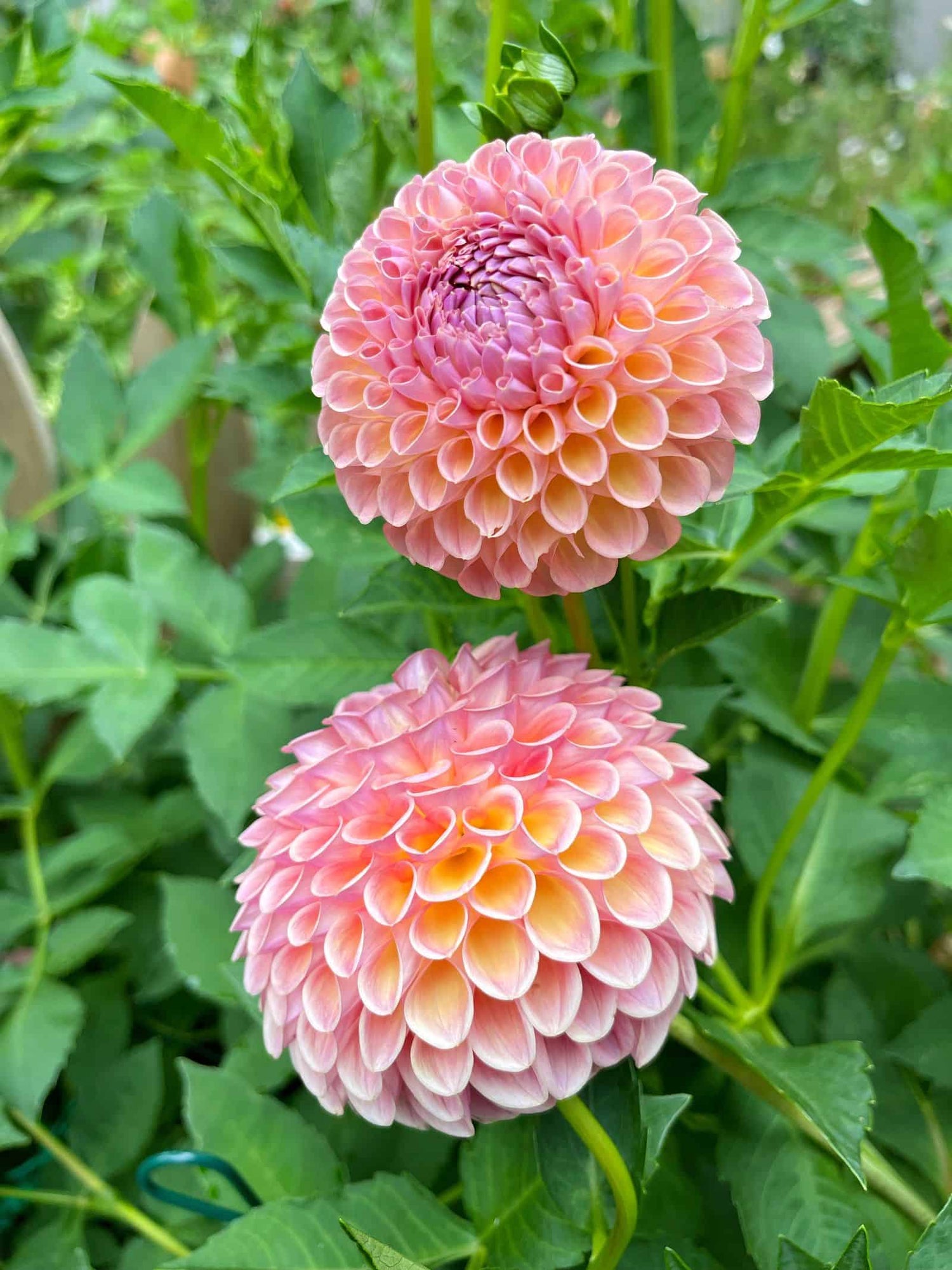 Moment Dahlia Artificial Flowers