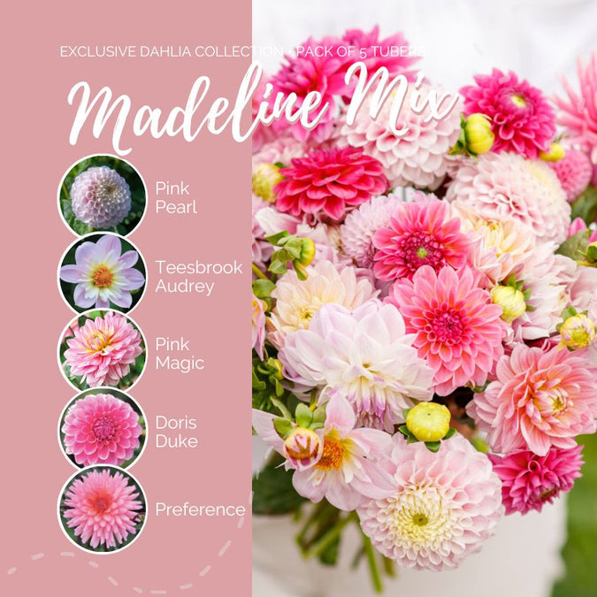 Dahlia Seeds (Ball & Decorative) - Madeline Mix