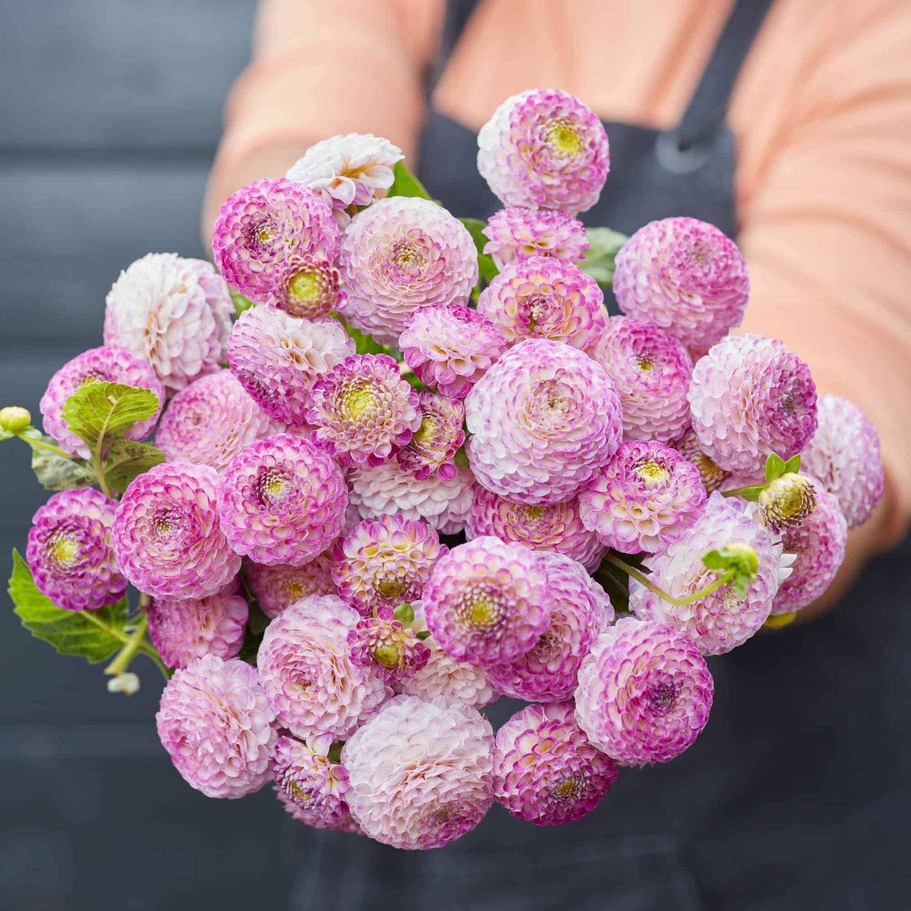 heirloom-pink-pompon-dahlia-blooms-seeds

