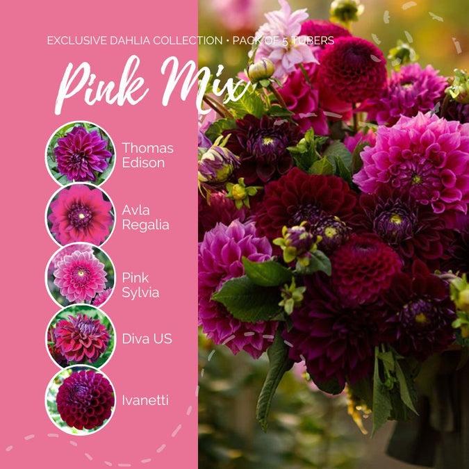 Dahlia Seeds (Ball & Decorative) - Pink Mix