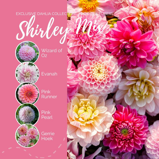 Dahlia Seeds (Ball & Decorative) - Shirley Mix