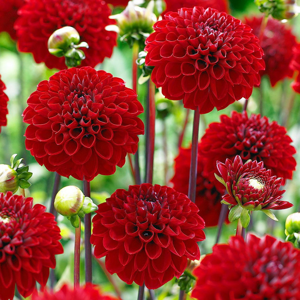 Dahlia Pompon Flower Seeds