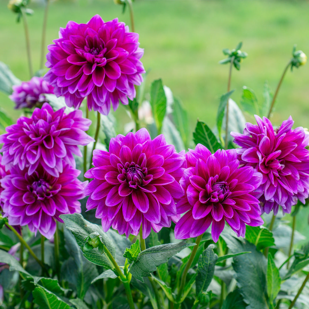 Moment Dahlia Artificial Flowers