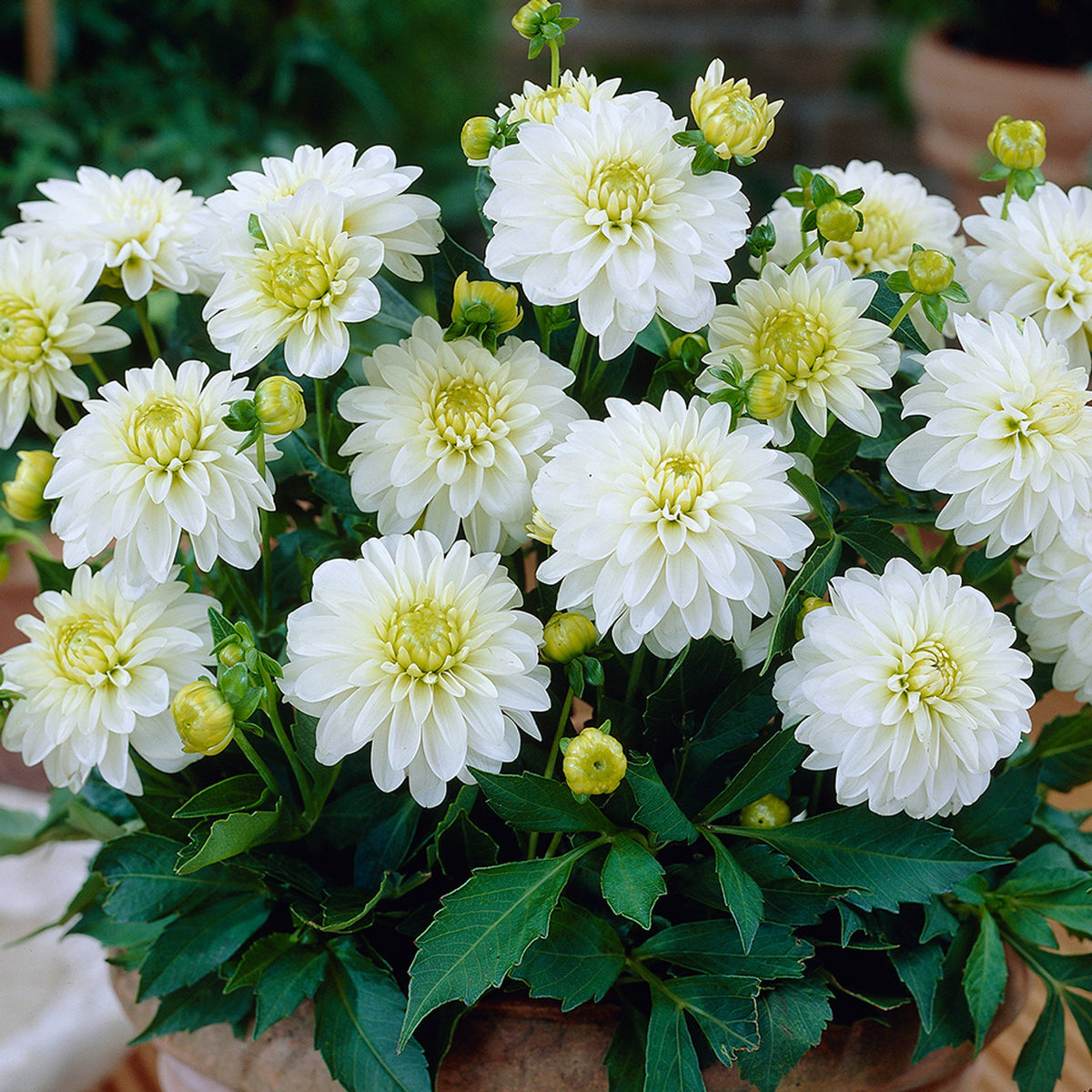 White Swan Dahlia Flower Seeds for Planting