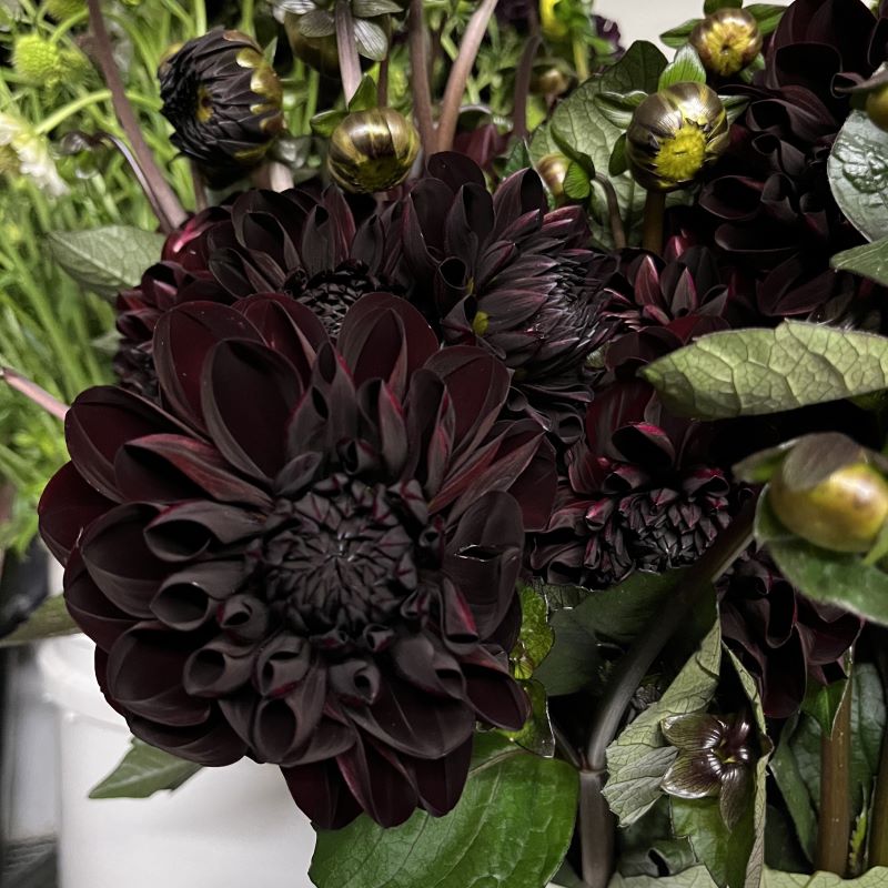 Black Dahlia Flower, Dahlia Variabilis Flowering Seeds For Planting and Home Gardening