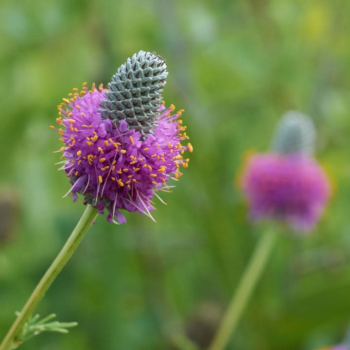 Dalea Purpurea Flower Seeds for Planting – Pollinator-Friendly Purple Prairie Blooms