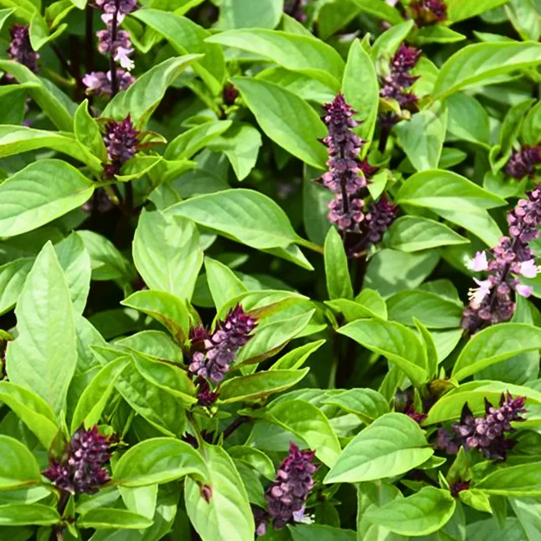Violet Ocimum Flower Seeds for Planting - 100 pcs