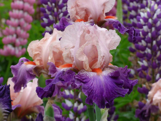 Damsel In A Dress Tall Bearded Iris Seeds