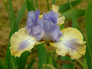 Dancing On Air Tall Bearded Iris