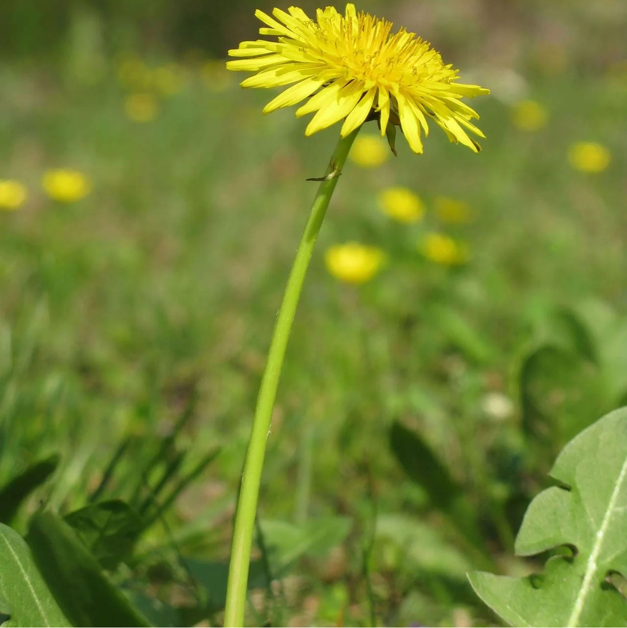Green Dandelion Plant Seeds for Planting Heirloom Herbal Seeds, Edible Leaves & Pollinator-Friendly