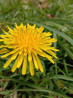 Hand harvesting fresh Dandelion edible greens from a kitchen garden