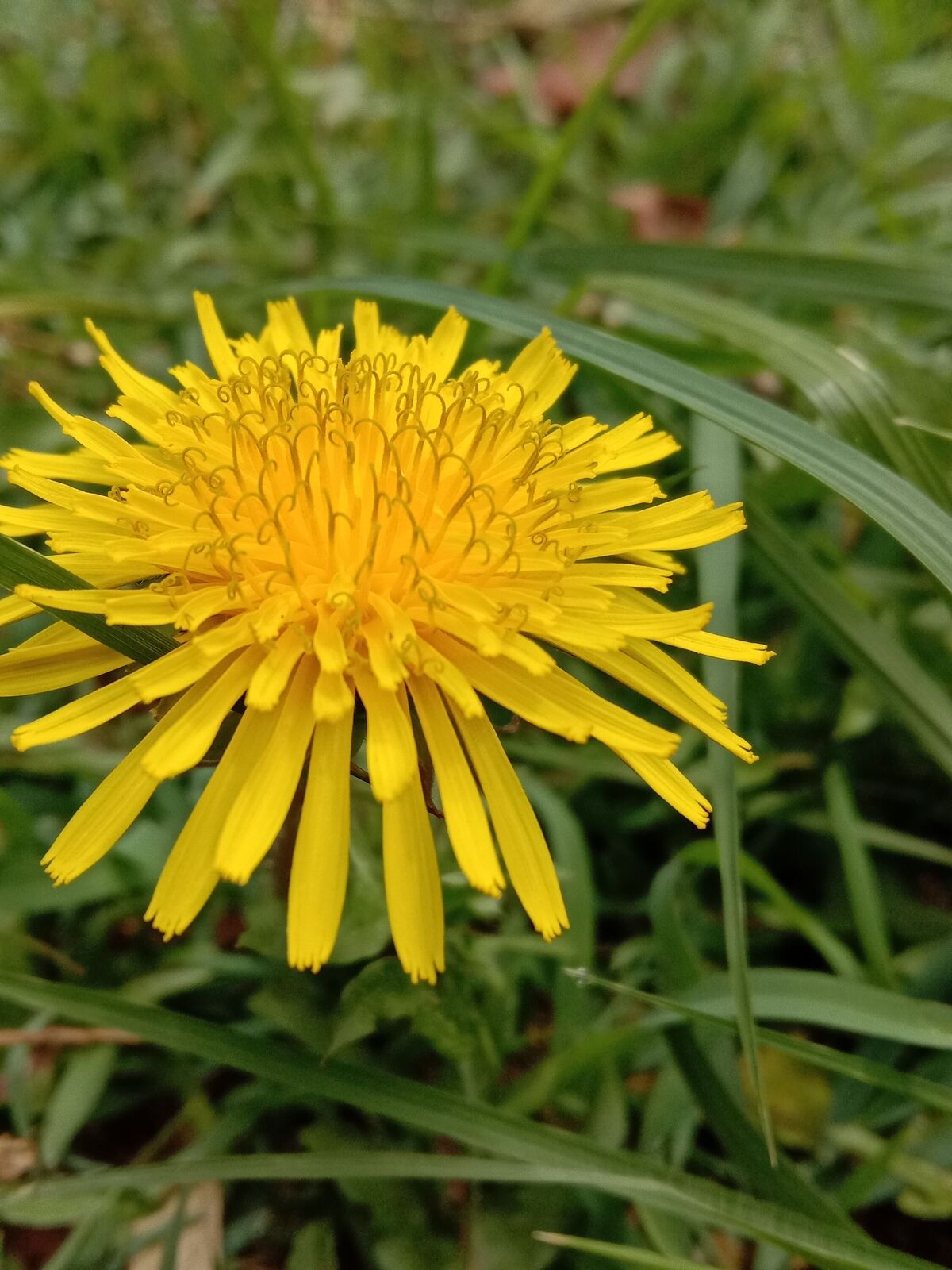 Hand harvesting fresh Dandelion edible greens from a kitchen garden