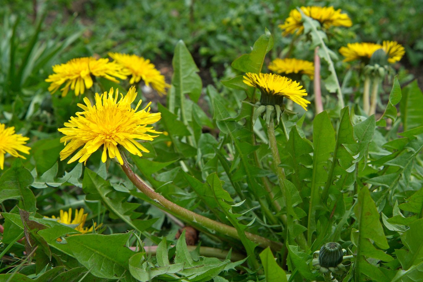 Full view of a Taraxacum Officinale plant with yellow flower